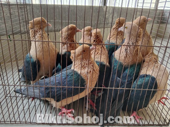 Archangel Pigeon - আরচেনজেল কবুতর